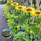 🌻 50% OFF NOW! ☀️ Sunflower Solar Lights – Waterproof Garden Decor & Forever Glow 💡