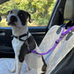 🎉 2026 Sale — Over 26,000 Sold! 🐕 2-in-1 Car Safety & Walk Leash – Headrest Mount, No Seatbelt Buckle Needed! 🚗