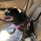🎉 2026 Sale — Over 26,000 Sold! 🐕 2-in-1 Car Safety & Walk Leash – Headrest Mount, No Seatbelt Buckle Needed! 🚗