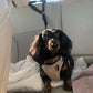 🎉 2026 Sale — Over 26,000 Sold! 🐕 2-in-1 Car Safety & Walk Leash – Headrest Mount, No Seatbelt Buckle Needed! 🚗