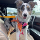 🎉 2026 Sale — Over 26,000 Sold! 🐕 2-in-1 Car Safety & Walk Leash – Headrest Mount, No Seatbelt Buckle Needed! 🚗