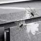 🎉 2026 Sale — Over 8,000 Sold! 🕷️ Realistic Spider Magnets – Trick or Treat Your Fridge, Garage & Car — Halloween Fun All Year! 🏠