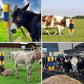 🐄 LIMITED-TIME 50% OFF 🐎 Relieves Insect Bites & Itching — Comfort for Your Animals