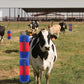 🐄 LIMITED-TIME 50% OFF 🐎 Relieves Insect Bites & Itching — Comfort for Your Animals